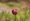 L版写真10,000枚を並べて作ったモザイクアート